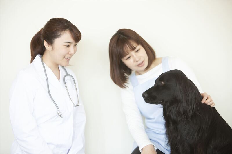 ー動物病院の治療費をわかりやすく整理:後悔しないための費用の見方と備え方ー