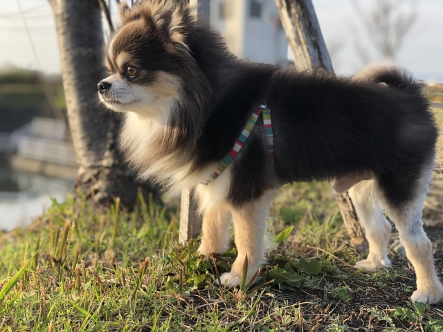 ー犬のトリミングサロンのカットとシャンプーは何ヶ月から行えるかー