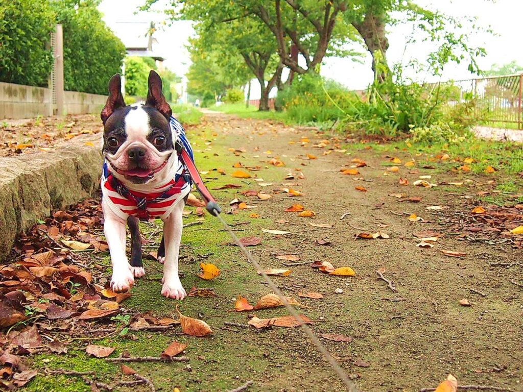 ー動物病院の口コミを活用して最適な病院を選ぼうー